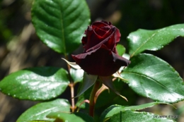 jardin,roses,cabane 033.JPG