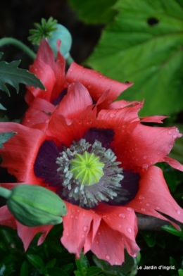 Ciron,jardin en mai,les filles piscine,Domme,roses 048.JPG