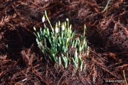 perce-neige,hélébores, 008.JPG