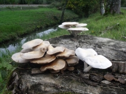 vigne vierge,champignons,m'Bon 041.JPG
