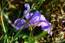 jardin en hiver,à Ciron 019.JPG