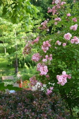 potager ,roses,jardin 005.JPG