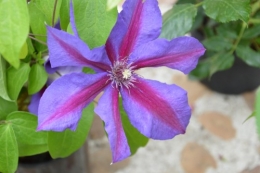 floralies