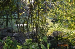 citrouilles,jardin,Combarel 030.JPG