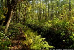 forêt.png
