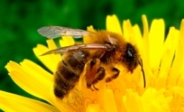 abeilles_0.jpg