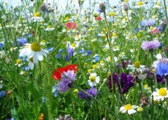 prairie-fleurie.jpg