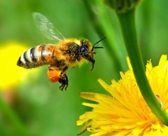abeilles-copie-1.jpg