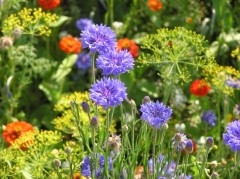 Prairie-fleurie-3.jpg