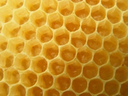 abeille oeufs.jpg