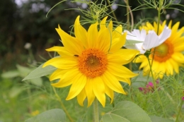 phoca_thumb_l_tournesol.jpg
