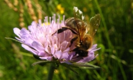 Visuel-une-2-abeilles-polinisation-miel-biodiversite.jpg