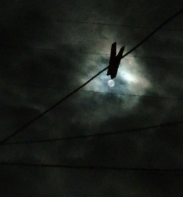 lune