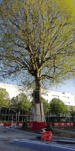 arbre protégé.jpg