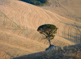 arbre toscan.jpg