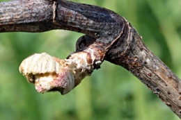 bourgeo-vigne.jpg