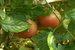 tomates de colgar.jpg