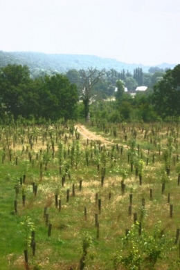 île de la désolation.jpg