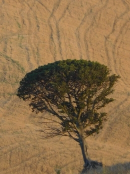 arbre toscan 2.jpg