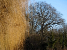 arbre en poche.jpg