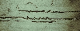 electrocardiogramme.jpg