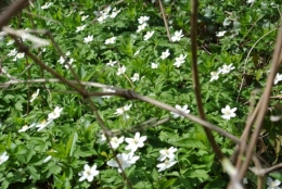 Parc du château de Champs (71).JPG