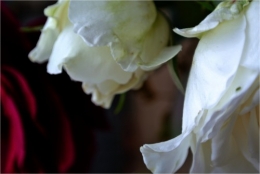 frédéric tison,photographie, roses