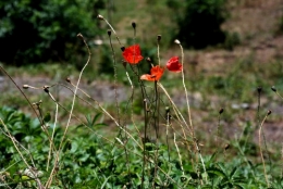 frédéric tison,photographie,venosc,coquelicot