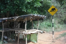 Sri Lanka - le passage des éléphants.JPG
