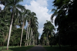frédéric tison,photographie,sri lanka,jardin botanique de peradeniya