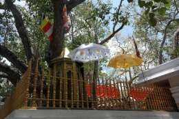 4. Arbre de Bhô 3.JPG