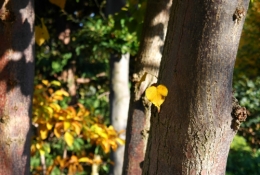 Jardin Albert-Kahn 8.JPG