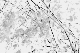 Parc du château de Champs (102) NB.jpg