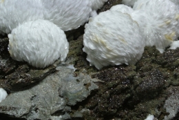  frédéric tison, photographie, musée de la faune et des minéraux, bourg d'oisans,barytine sur blende
