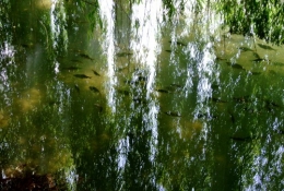  frédéric tison, photographie, bourges, marais de l'yèvre et de la voiselle