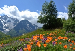 frédéric tison, photographie, jardin du col du lautaret
