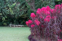 frédéric tison,photographie,sri lanka,jardin botanique de peradeniya