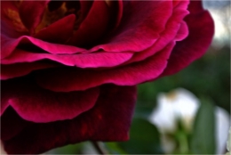 frédéric tison,photographie, roses