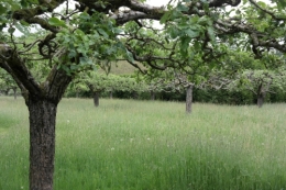 frédéric tison,photographie,jardin potager du château de saint-jean de beauregard