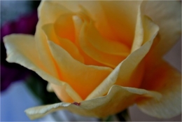 frédéric tison,photographie, roses