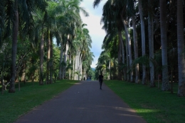 Peradeniya - allée 0.jpg