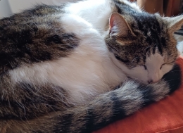 frédéric tison,photographie,chat