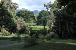 frédéric tison,photographie,sri lanka,jardin botanique de peradeniya