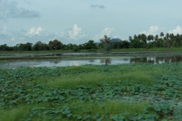 Sri Lanka - paysage 4.JPG