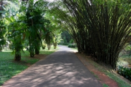 Peradeniya 4.jpg