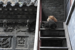 frédéric tison,photographie,chine,xi'an,grande mosquée
