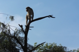 Polonnaruwa 12bis.JPG