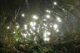 étang de la Ganne - Copie.JPG