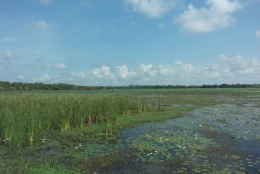 Sri Lanka - Paysage 5.JPG