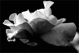 frédéric tison,photographie,rose